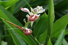 Alpinia calcarata